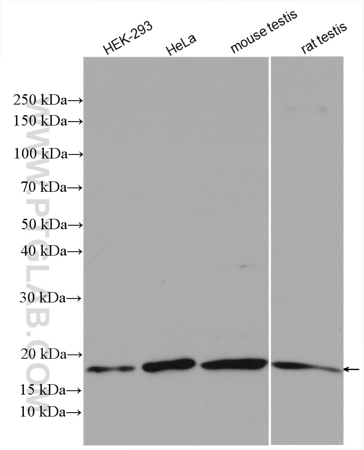 Western Blot (WB) analysis of various lysates using UBC9 Polyclonal antibody (10070-1-AP)