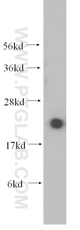 Western Blot (WB) analysis of mouse spleen tissue using UBC9 Polyclonal antibody (10224-1-AP)