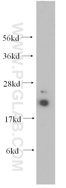 Western Blot (WB) analysis of mouse spleen tissue using UBC9 Polyclonal antibody (10224-1-AP)