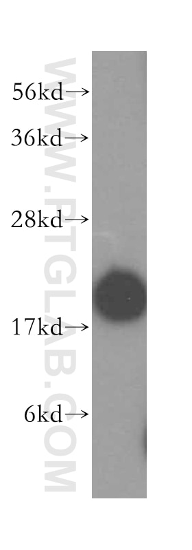 Western Blot (WB) analysis of mouse thymus tissue using UBC9 Polyclonal antibody (51018-2-AP)