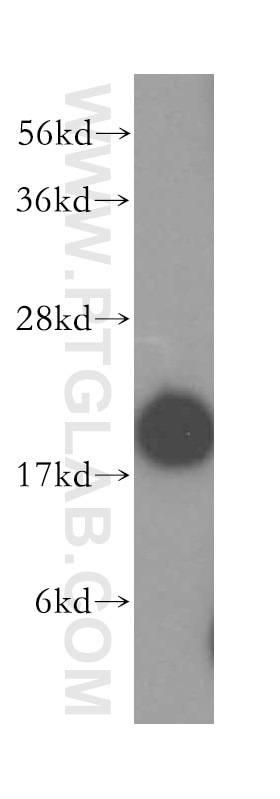 Western Blot (WB) analysis of mouse thymus tissue using UBC9 Polyclonal antibody (51018-2-AP)
