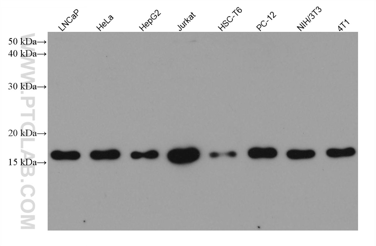 Western Blot (WB) analysis of various lysates using UBC9 Monoclonal antibody (60201-1-Ig)