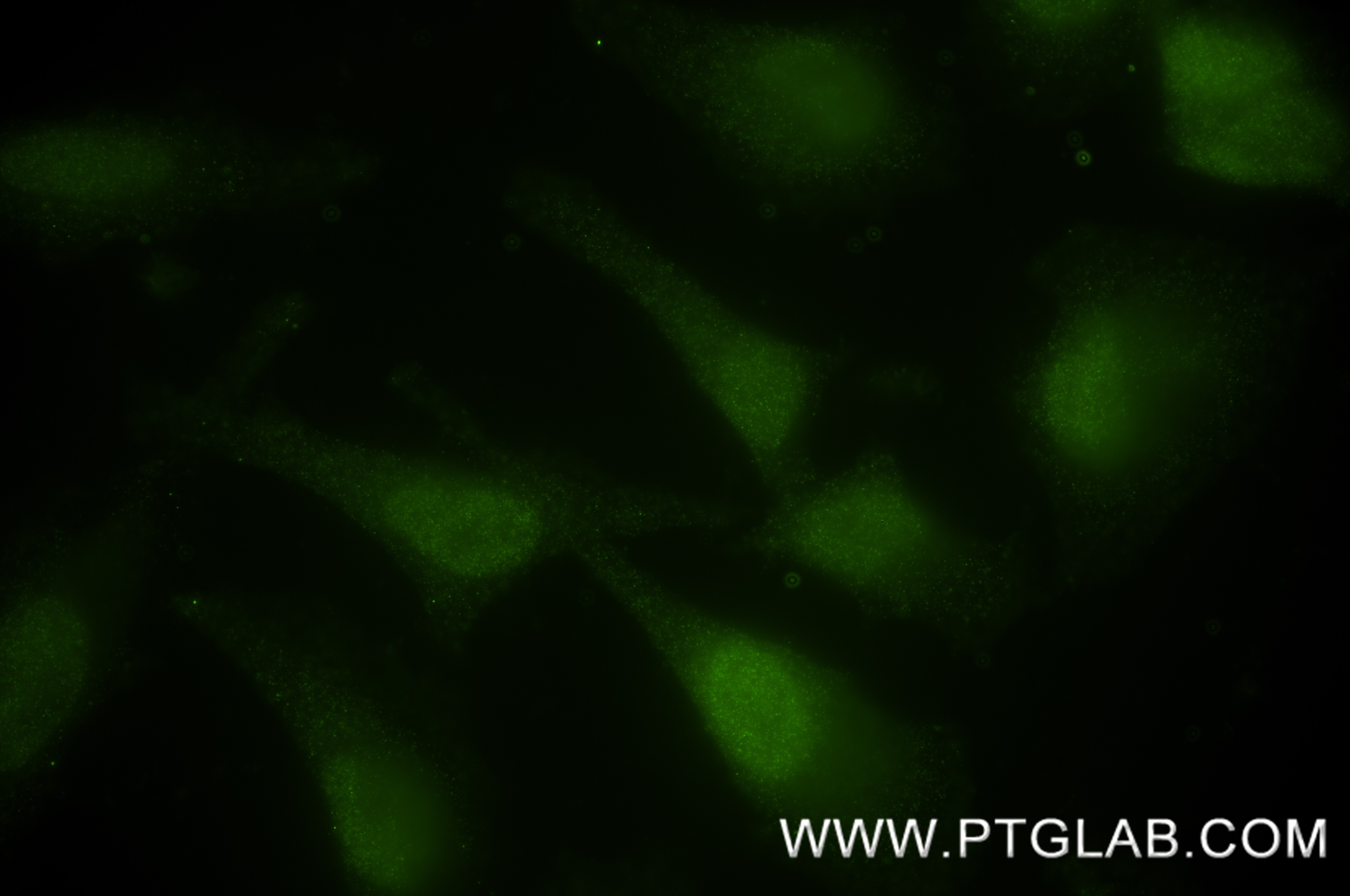 IF Staining of HeLa using 87319-1-RR Immunofluorescence (IF) / fluorescent staining of HeLa cells using UBC9 Recombinant monoclonal antibody (87319-1-RR)