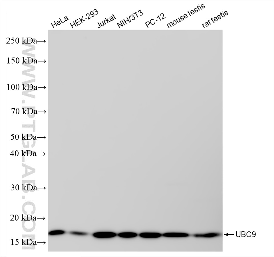 Western Blot (WB) analysis of various lysates using UBC9 Recombinant monoclonal antibody (87319-1-RR)