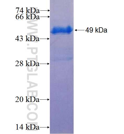 UBC9 fusion protein Ag0111 SDS-PAGE