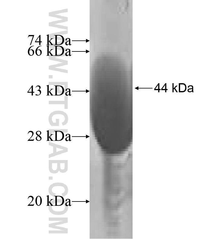 UBC9 fusion protein Ag0252 SDS-PAGE