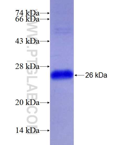 UBC9 fusion protein Ag7885 SDS-PAGE
