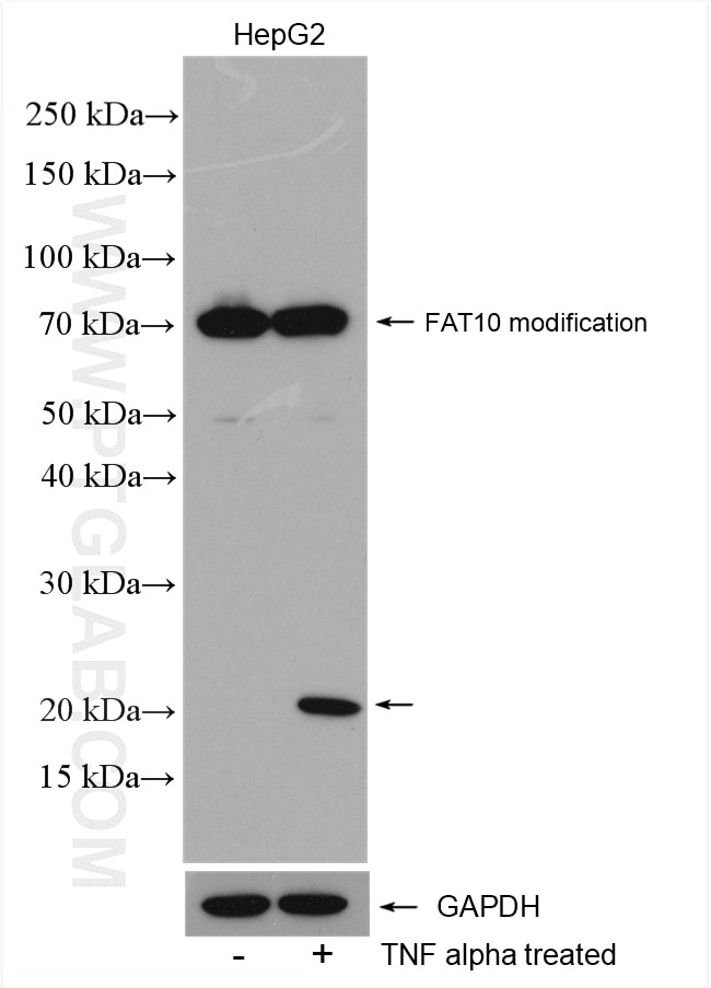 Western Blot (WB) analysis of various lysates using FAT10 Polyclonal antibody (13003-2-AP)