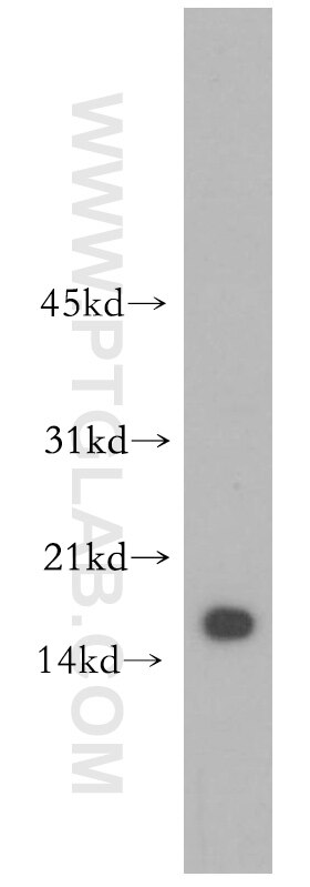 FAT10 Polyclonal antibody