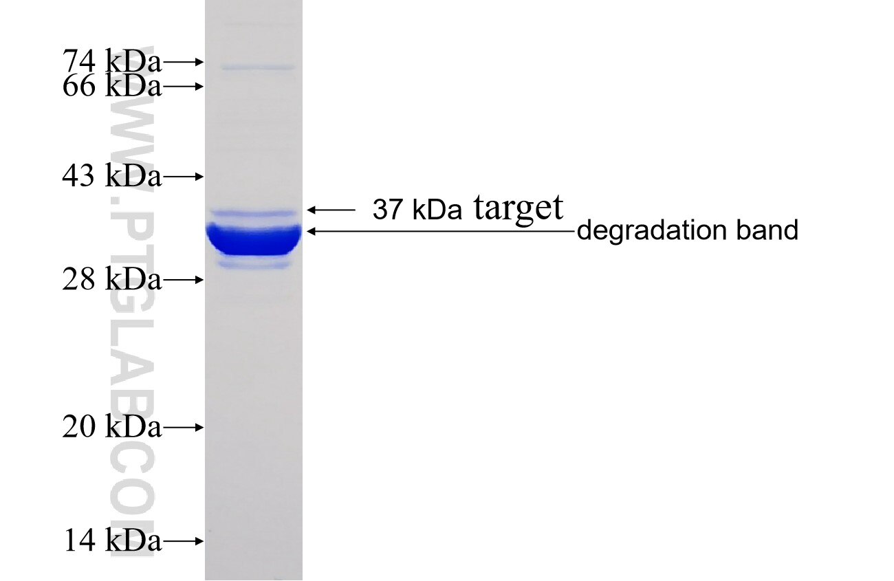 UBD fusion protein Ag27706 SDS-PAGE
