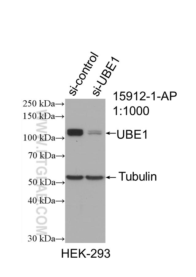Western Blot (WB) analysis of HEK-293 cells using UBE1 Polyclonal antibody (15912-1-AP)