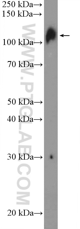 Western Blot (WB) analysis of mouse spleen tissue using UBE1 Polyclonal antibody (15912-1-AP)