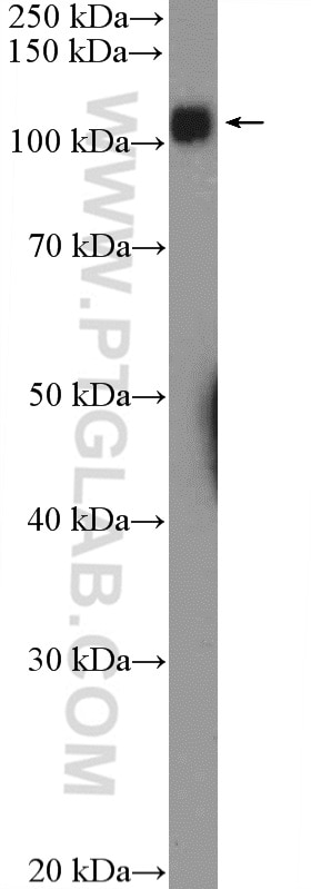 Western Blot (WB) analysis of rat spleen tissue using UBE1 Polyclonal antibody (15912-1-AP)