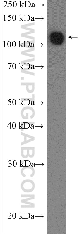 Western Blot (WB) analysis of HL-60 cells using UBE1 Polyclonal antibody (15912-1-AP)