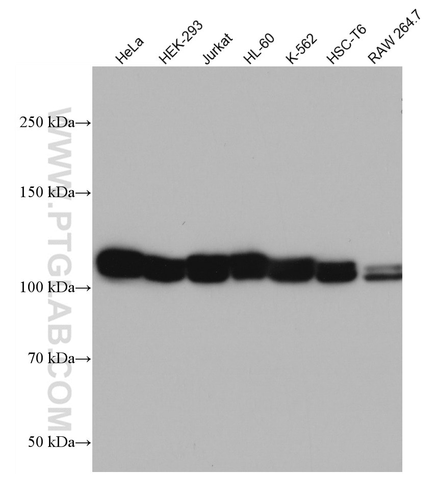 Western Blot (WB) analysis of various lysates using UBE1 Monoclonal antibody (67198-1-Ig)