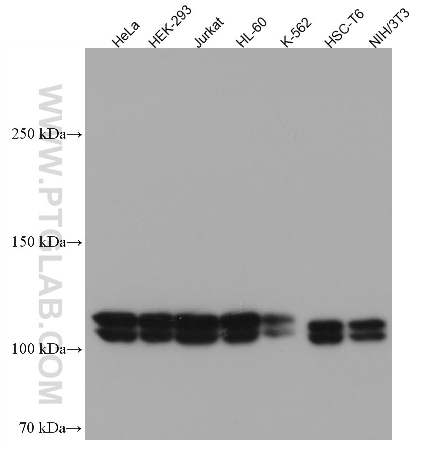 Western Blot (WB) analysis of various lysates using UBE1 Monoclonal antibody (67198-1-Ig)