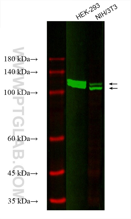 Western Blot (WB) analysis of various lysates using CoraLite® Plus 488-conjugated UBE1 Monoclonal anti (CL488-67198)