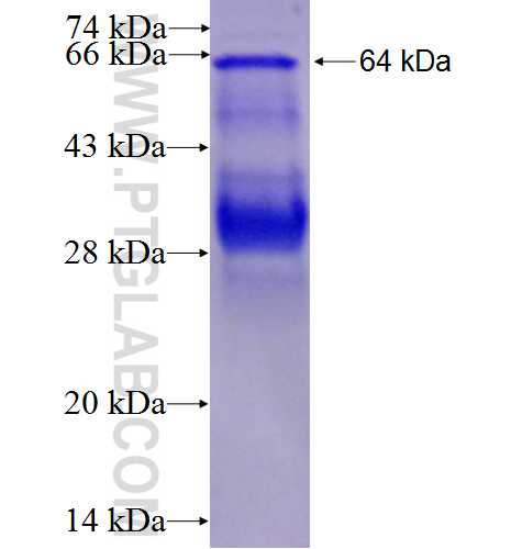 UBE1 fusion protein Ag8703 SDS-PAGE