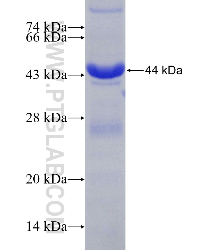 UBE1 fusion protein Ag8920 SDS-PAGE