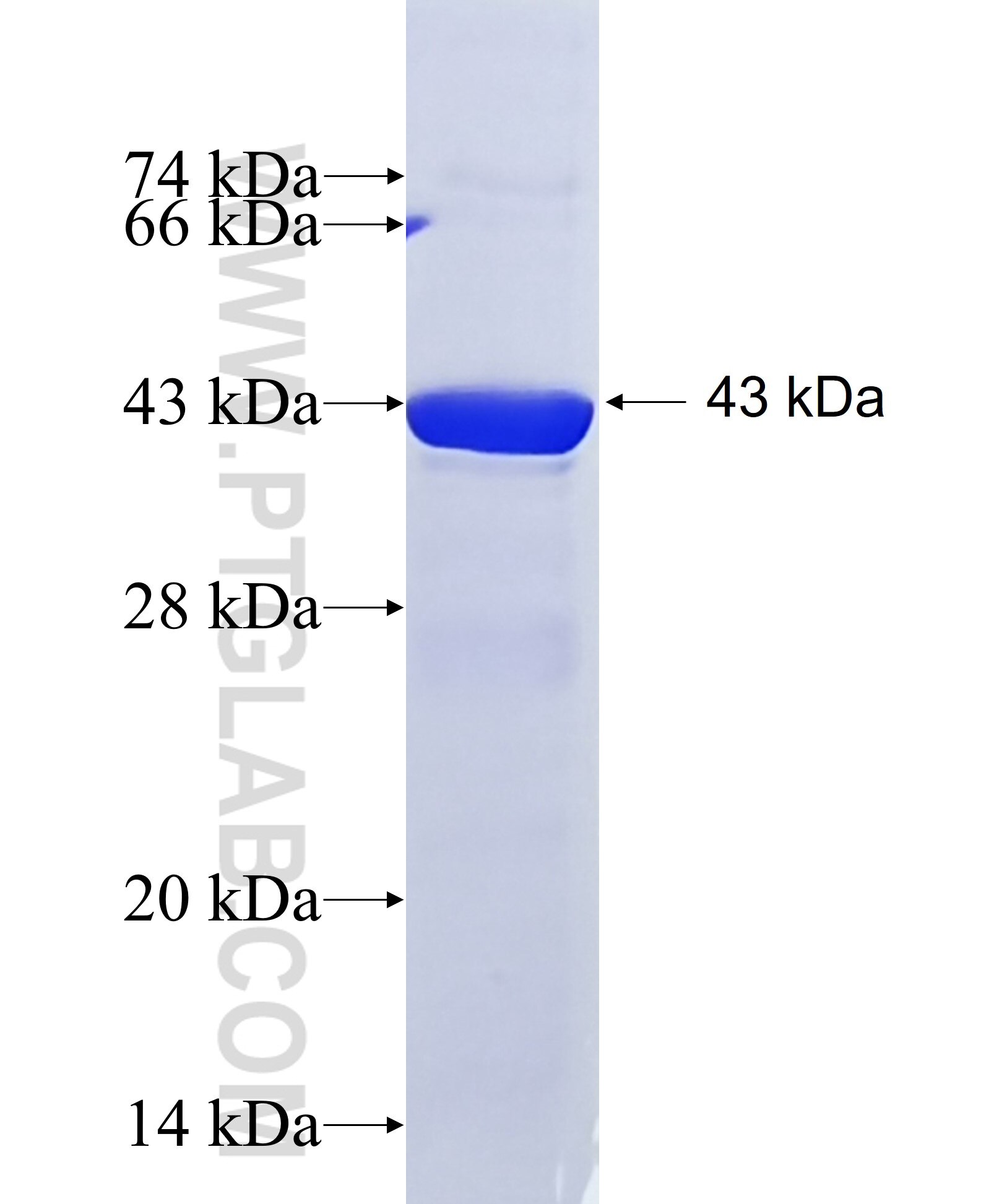 UBE1 fusion protein Ag8920 SDS-PAGE