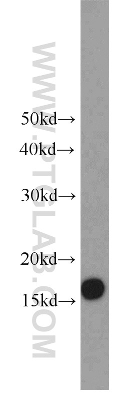 Western Blot (WB) analysis of HEK-293 cells using UBE2A Polyclonal antibody (11080-1-AP)