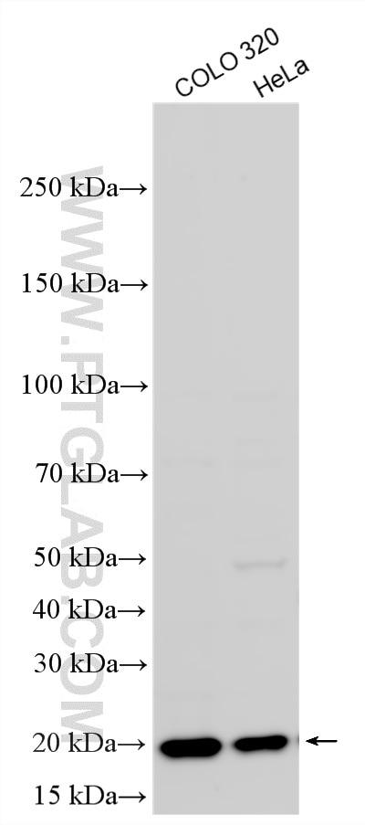 Western Blot (WB) analysis of various lysates using UBE2C Polyclonal antibody (12134-2-AP)