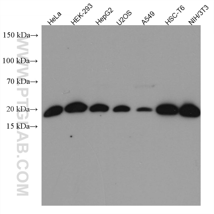 Western Blot (WB) analysis of various lysates using UBE2C Monoclonal antibody (66087-1-Ig)