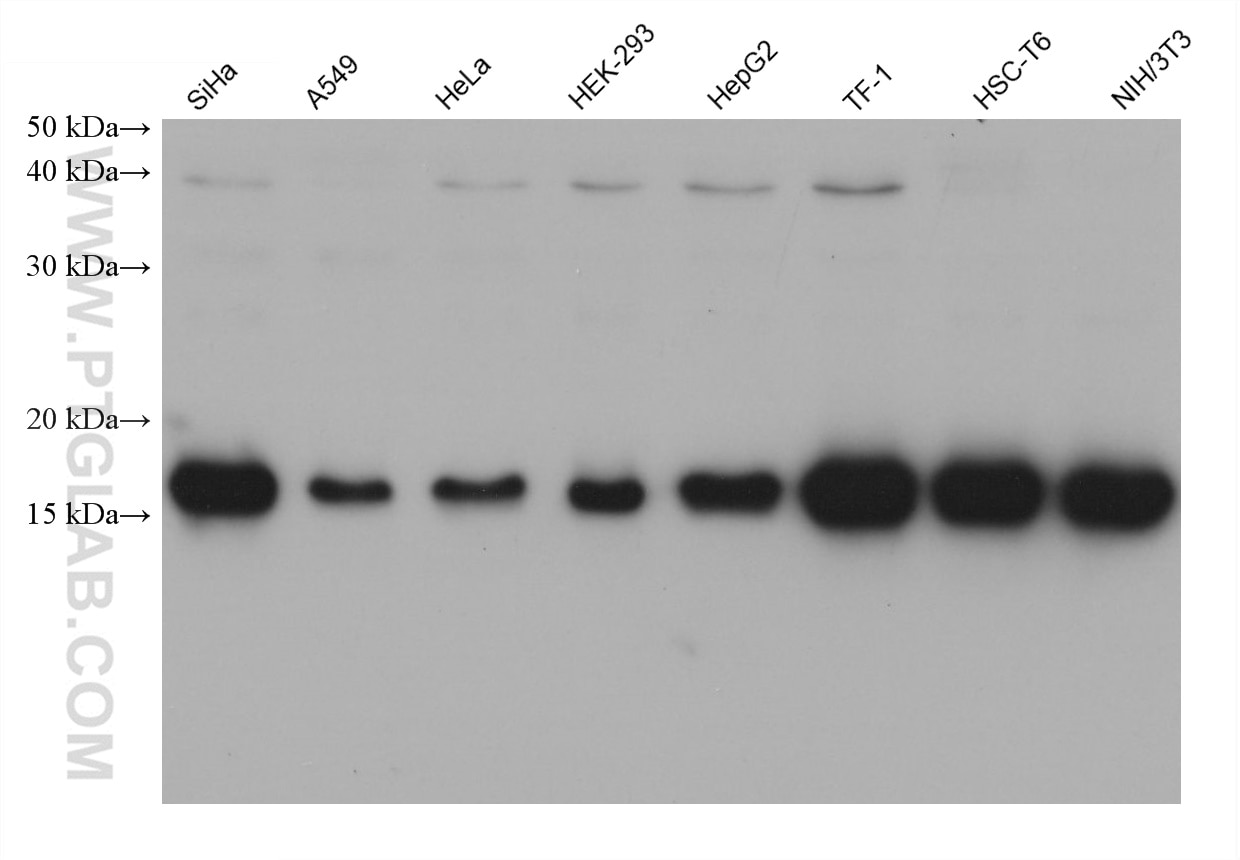 Various lysates were subjected to SDS PAGE followed by western blot with 66087-1-Ig (UBE2C antibody) at dilution of 1:20000 incubated at room temperature for 1.5 hours. Western Blot (WB) analysis of various lysates using UBE2C Monoclonal antibody (66087-1-Ig)