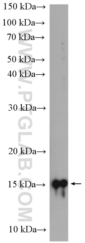 Western Blot (WB) analysis of mouse testis tissue using UBE2D1/2/3/4 Polyclonal antibody (28328-1-AP)
