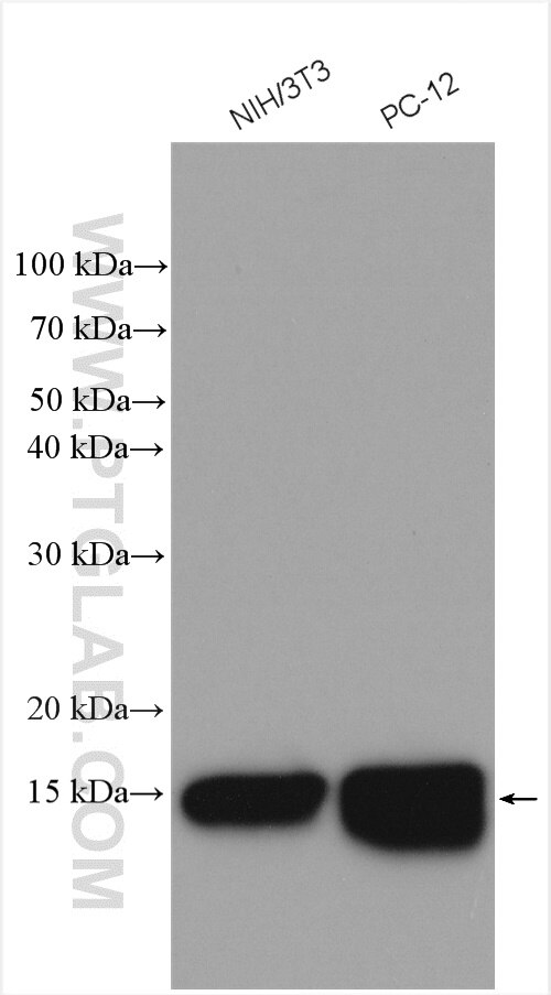 Western Blot (WB) analysis of various lysates using UBE2D1/2/3/4 Polyclonal antibody (28328-1-AP)