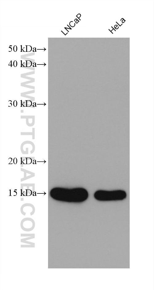 Western Blot (WB) analysis of various lysates using UBE2D1/2/3/4 Monoclonal antibody (68138-1-Ig)