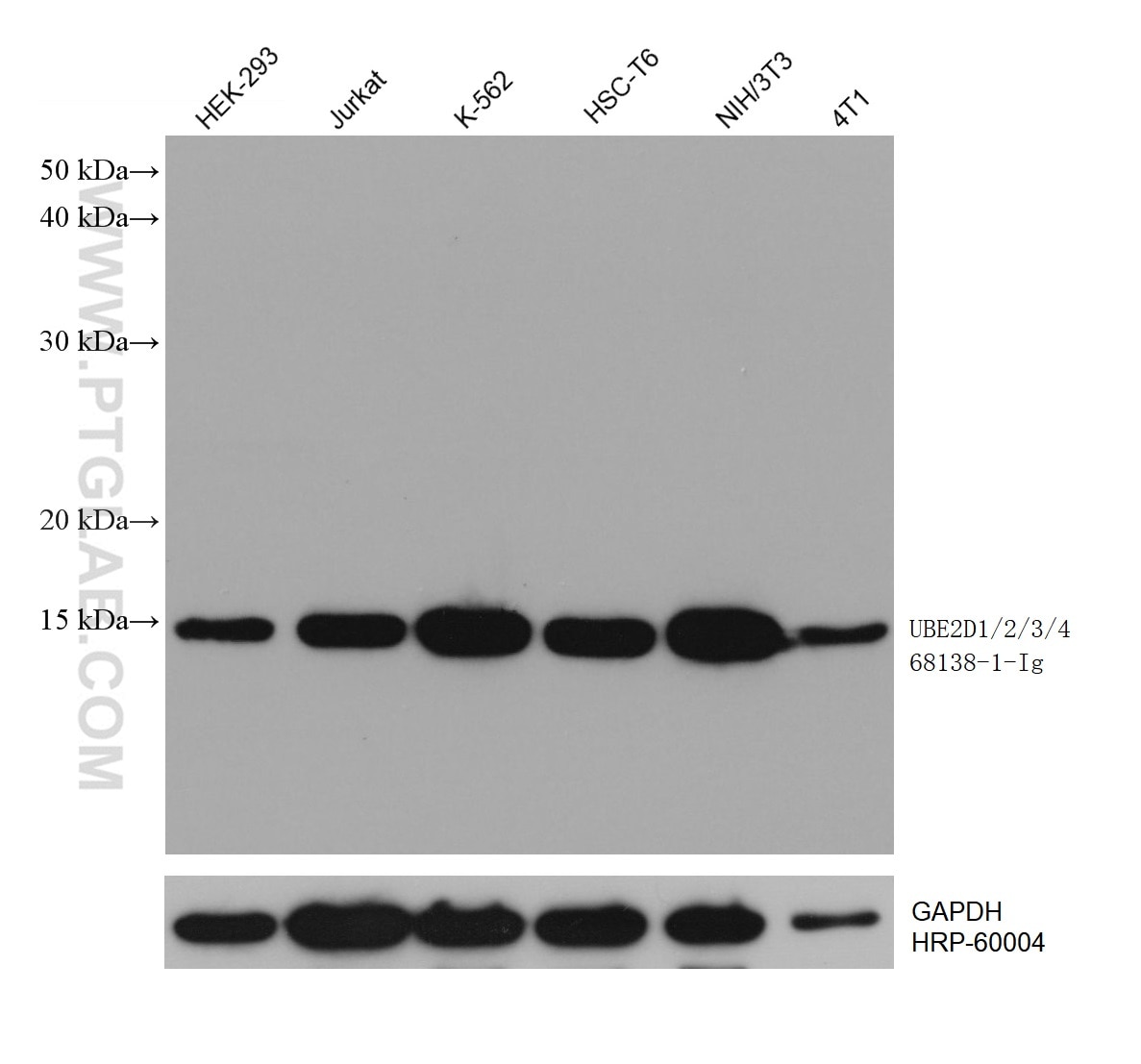 Western Blot (WB) analysis of various lysates using UBE2D1/2/3/4 Monoclonal antibody (68138-1-Ig)