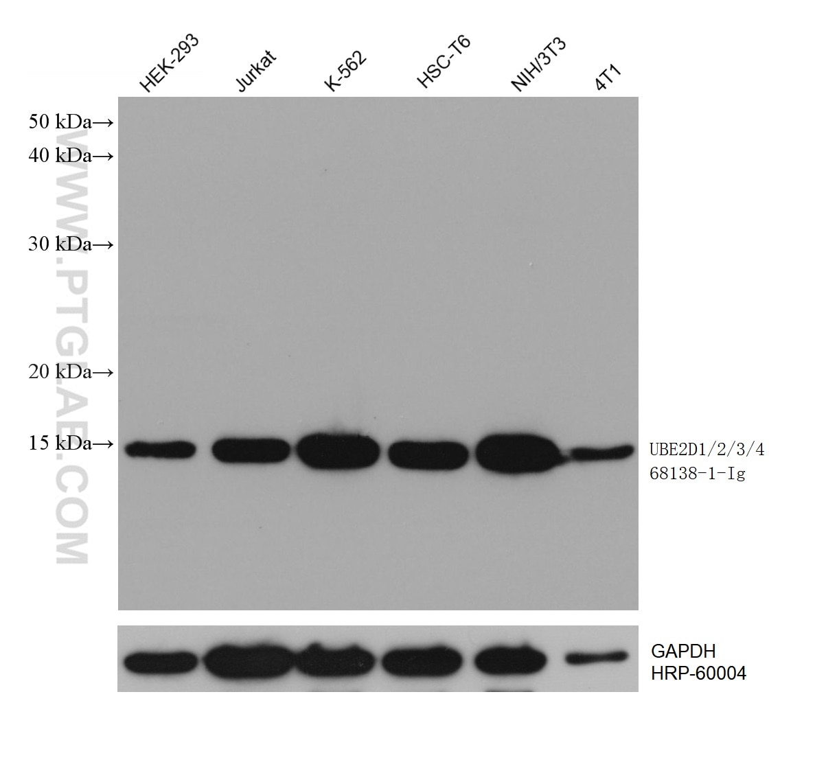 WB analysis using 68138-1-Ig