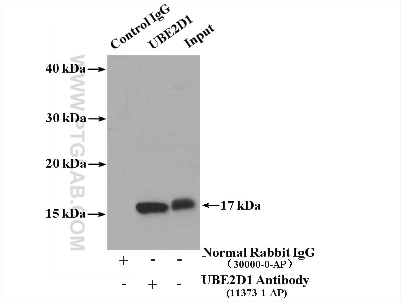 Immunoprecipitation (IP) experiment of Jurkat cells using UBE2D1/2/3/4 Polyclonal antibody (11373-1-AP)