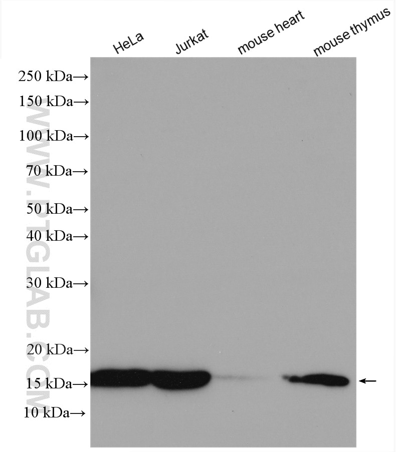 Western Blot (WB) analysis of various lysates using UBE2D1/2/3/4 Polyclonal antibody (11373-1-AP)