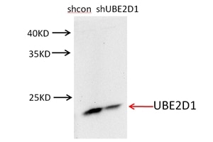 Western Blot (WB) analysis of NIH/3T3 cells using UBE2D1/2/3/4 Polyclonal antibody (11373-1-AP)