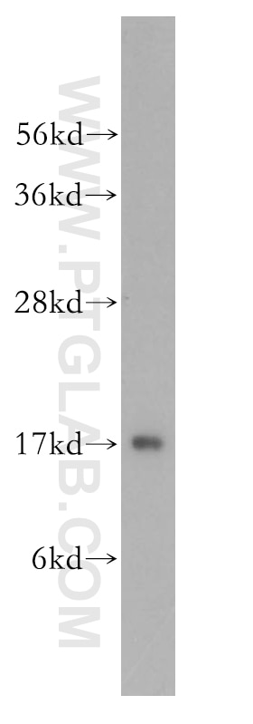 Western Blot (WB) analysis of HeLa cells using UBE2D1/2/3/4 Polyclonal antibody (11373-1-AP)