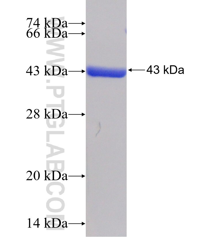 UBE2D1 fusion protein Ag1932 SDS-PAGE