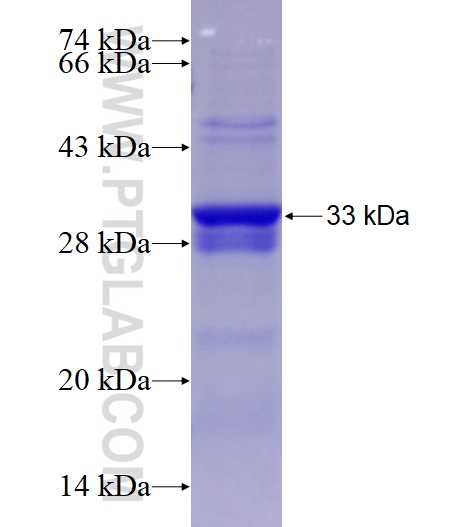 UBE2D2 fusion protein Ag28736 SDS-PAGE