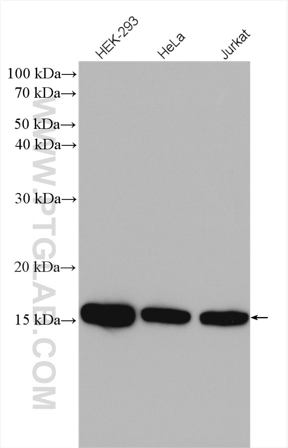 Western Blot (WB) analysis of various lysates using UBE2D1/2/3/4 Polyclonal antibody (11677-1-AP)
