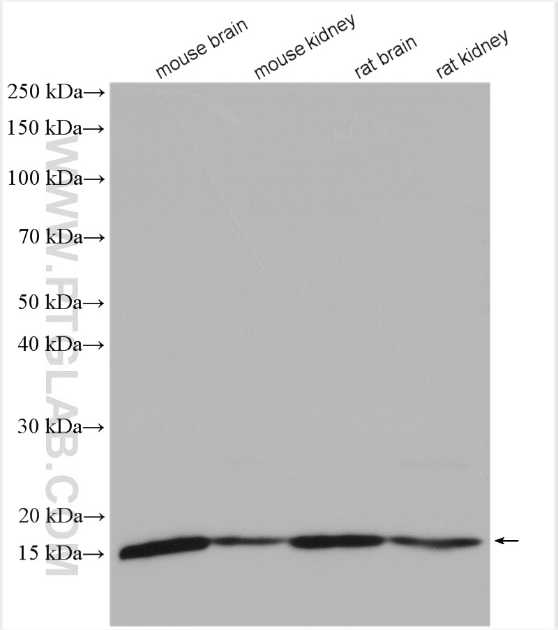 Western Blot (WB) analysis of various lysates using UBE2D1/2/3/4 Polyclonal antibody (11677-1-AP)