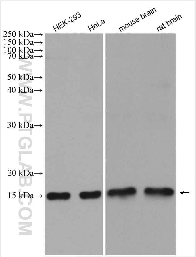 Western Blot (WB) analysis of various lysates using UBE2D1/2/3/4 Polyclonal antibody (11677-1-AP)