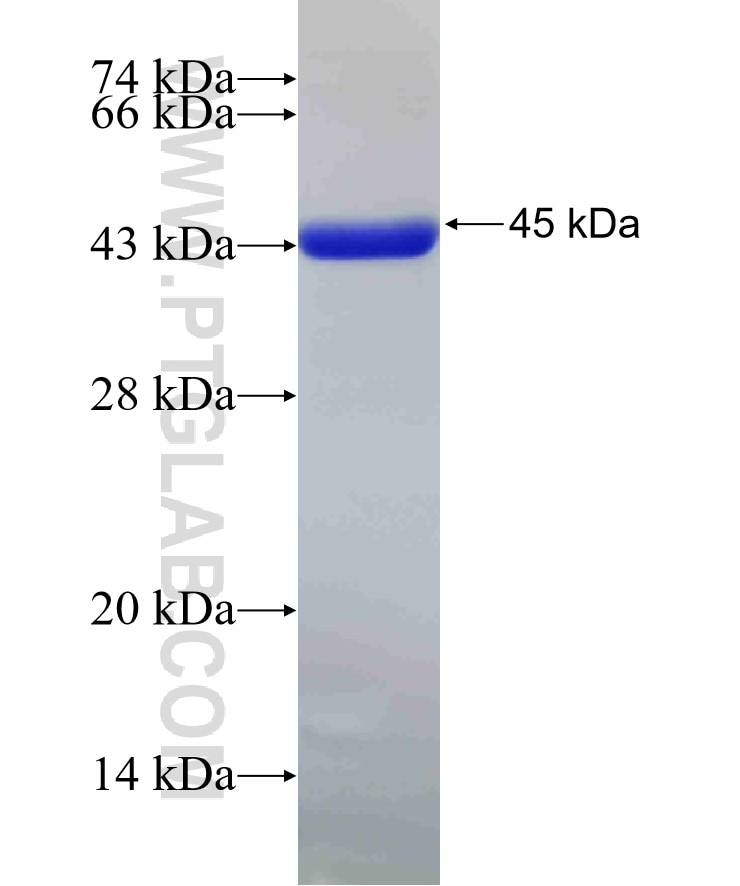 UBE2D3 fusion protein Ag2278 SDS-PAGE