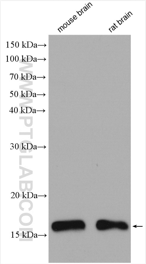 Western Blot (WB) analysis of various lysates using UBE2D1/2/3/4 Polyclonal antibody (15475-1-AP)