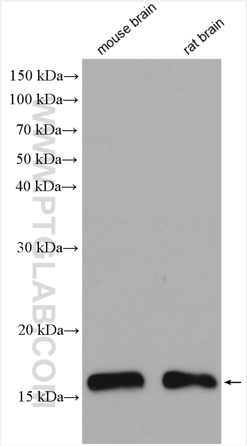 Western Blot (WB) analysis of various lysates using UBE2D1/2/3/4 Polyclonal antibody (15475-1-AP)