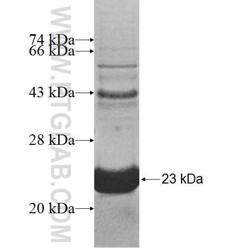 UBE2D4 fusion protein Ag7627 SDS-PAGE