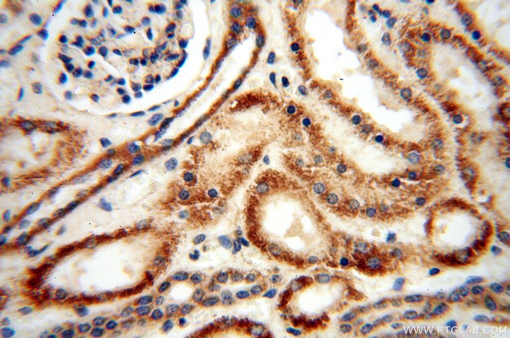 IHC staining of human kidney using 17287-1-AP