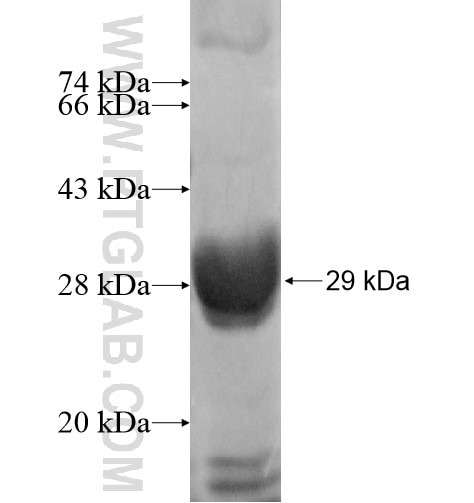 UBE2DNL fusion protein Ag11132 SDS-PAGE