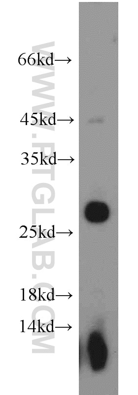 Western Blot (WB) analysis of mouse liver tissue using UBE2E3 Polyclonal antibody (15488-1-AP)