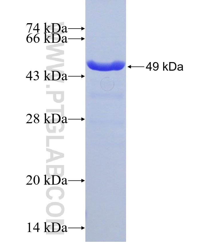 UBE2E3 fusion protein Ag7838 SDS-PAGE